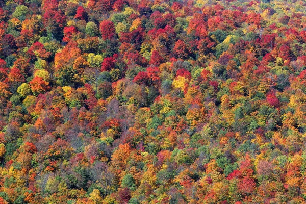 Escena Otoño Con Hojas Varios Colores Flanco Montaña — Foto de Stock
