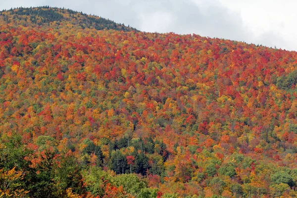Осенняя Сцена Листьями Разных Цветов Горном Фланге — стоковое фото