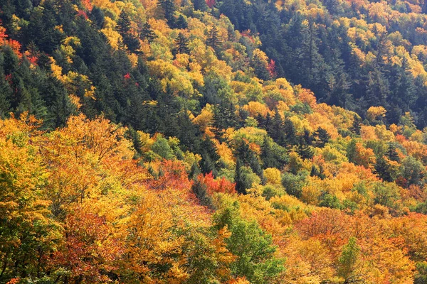 Fall Scene Leaves Various Colors Mountain Flank — Stock Photo, Image