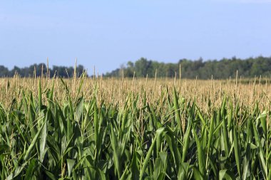 Kırsal kesimde yetişen buğday tarlalarının yakın görüntüsü