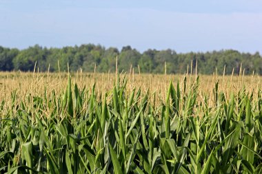 Kırsal kesimde yetişen buğday tarlalarının yakın görüntüsü
