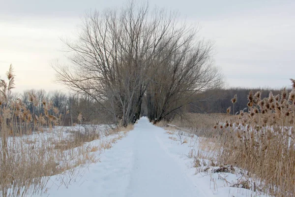 Caminho Inverno Nevado Parque Cercado Por Árvores — Fotografia de Stock