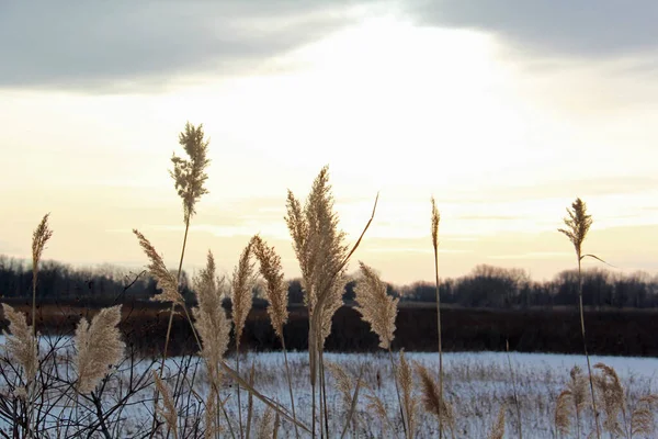 Reed Comum Silhueta Tomada Pôr Sol Com Céu Escuro Nuvens — Fotografia de Stock