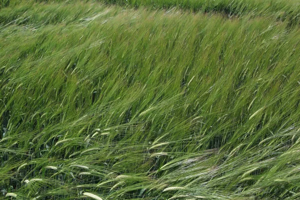 关于在农村种植小麦的近景 — 图库照片