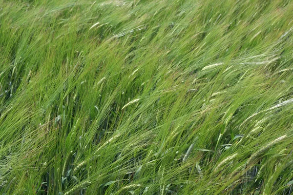 关于在农村种植小麦的近景 — 图库照片