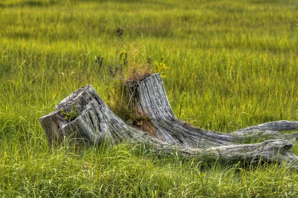 Souche Arbre Wheatered Dans Champ Herbe Les Racines — Photo