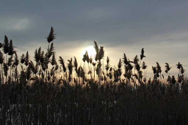 Reed Comum Silhueta Tomada Pôr Sol Com Céu Escuro Nuvens — Fotografia de Stock
