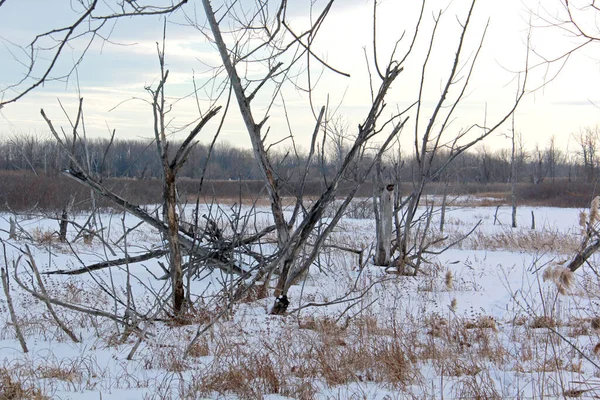 公园里树木环绕的冬季雪地小径 — 图库照片