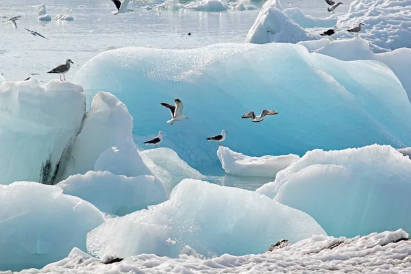 Campo Iceberg Encontrado Costa Islândia Diferentes Formas — Fotografia de Stock