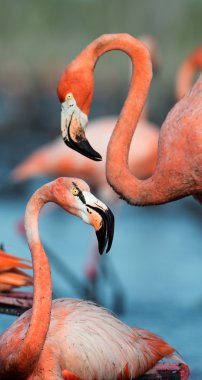 Flamingo (Phoenicopterus ruber)