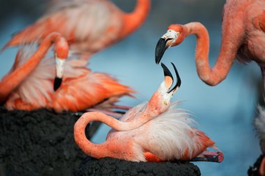 Flamingo (Phoenicopterus ruber)