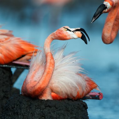 Flamingo (phoenicopterus ruber) Nest.