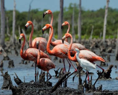 Grup Amerikan Flamingo (Phoenicopterus ruber) ve Snowy balıkçıl