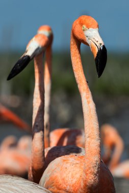 Flamingo (Phoenicopterus ruber)
