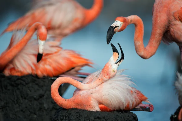 Фламинго (Phoenicopterus ruber ) — стоковое фото