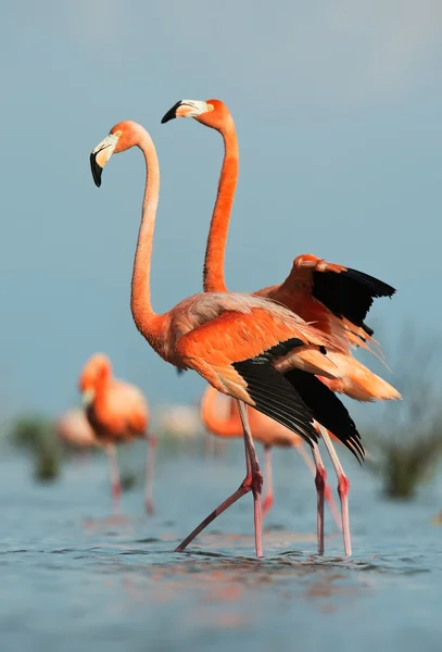 Amerikansk flamingo (phoenicopterus ruber)) — Stockfoto