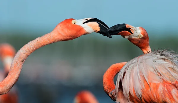 Flamingo (Phoenicopterus ruber) — Stockfoto