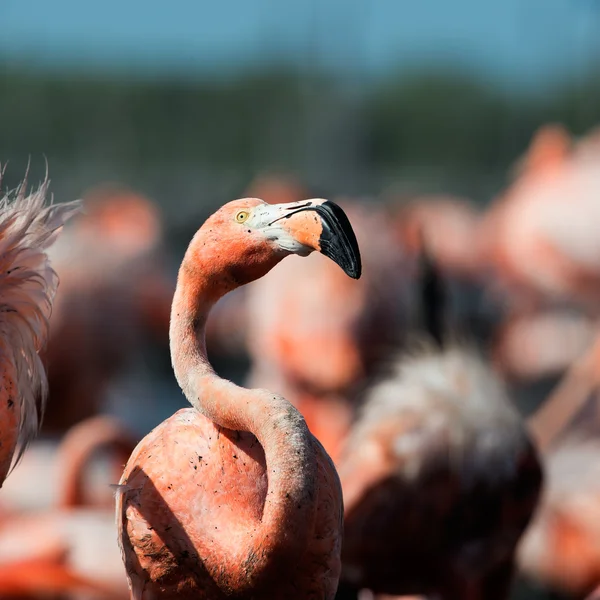 Der amerikanische Flamingo (phoenicopterus ruber)) — Stockfoto