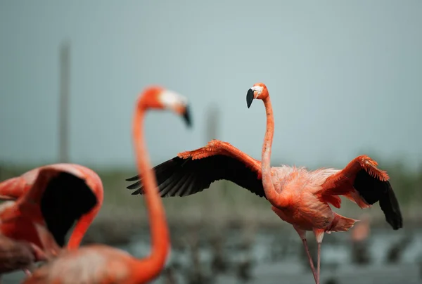 Фламінго (Phoenicopterus ruber ) — стокове фото