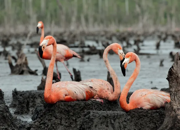 Flamenco (Phoenicopterus ruber) en el nido . — Foto de Stock