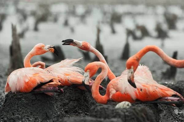 Фламинго (Phoenicopterus ruber) в гнезде . — стоковое фото