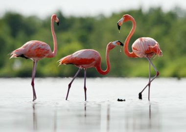 pembe Karayip flamingo üzerinde su geçiyor.