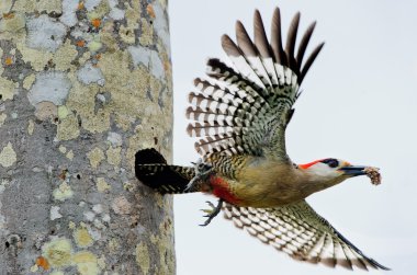 West Indian Woodpecker ( Melanerpes superciliaris ) clipart