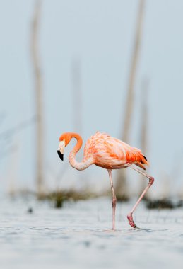 pembe Karayip flamingo üzerinde su geçiyor.
