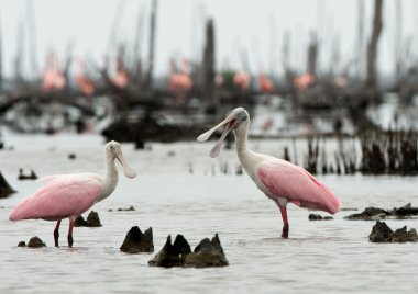 roseate spoonbils