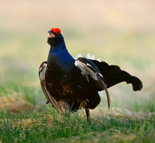 Lekking korhoen lekking korhoen — Stockfoto