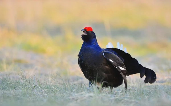 Lekking Black Grouse — Stock Photo, Image