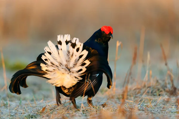 Lekking Kara Orman Tavuğu — Stok fotoğraf