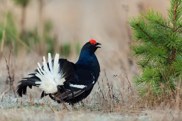 Lekking Kara Orman Tavuğu — Stok fotoğraf