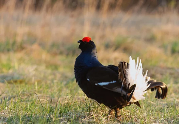 Lekking Black Grouse Lekking Black Grouse — Stok Foto