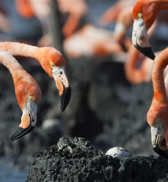 Krabben i et rede av en flamingo stjeler egg – stockfoto