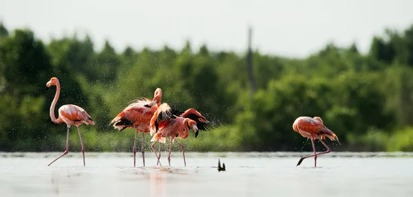 Купание в Карибском фламинго — стоковое фото