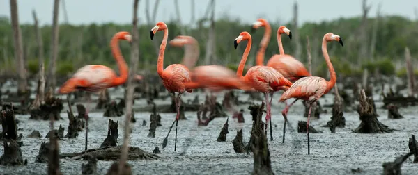 Flamingo (Phoenicopterus ruber) kolonisi. — Stok fotoğraf