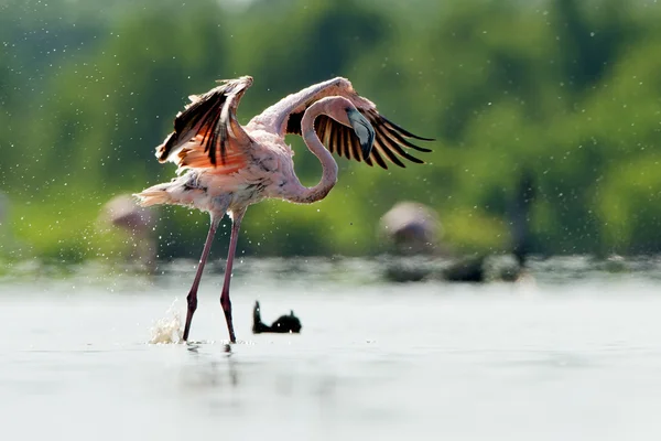 Karibská Flamingo Phoenicopterus Ruber Koupání — Stock fotografie