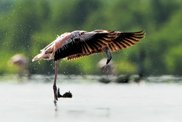 Caribean flamingo Baden — Stockfoto