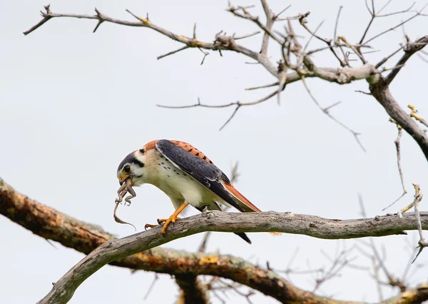 De jonge falcon zit op een tak en eet een hagedis — Stockfoto