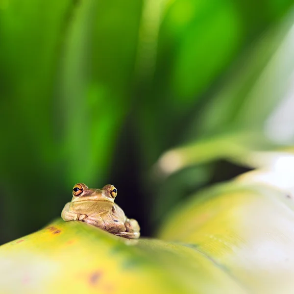 Cuban Tree Frog (Osteopilus Septentrionalis) — Stock Photo, Image
