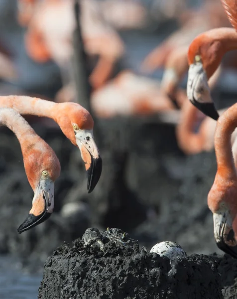 Le crabe dans un nid de flamant rose vole un œuf — Photo