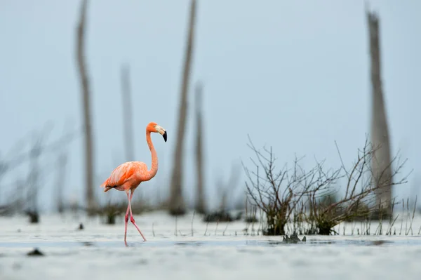 The pink Caribbean flamingo goes on water. — Stock Photo, Image