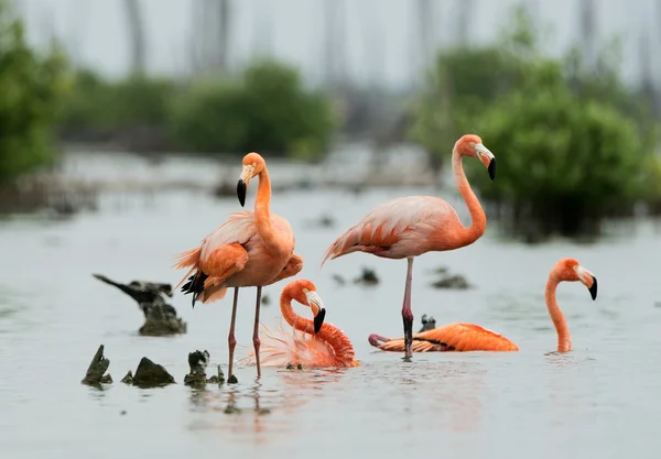Karibischer Flamingo beim Baden Karibischer Flamingo beim Baden — Stockfoto