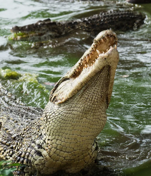 Mond en tanden van de Cubaanse krokodil — Stockfoto
