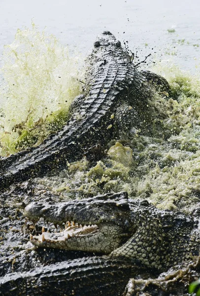 Combate ao crocodilo cubano — Fotografia de Stock