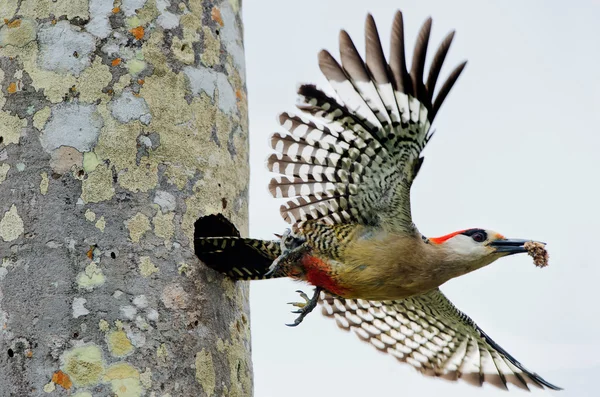 West Indian Woodpecker ( Melanerpes superciliaris ) — Stok fotoğraf