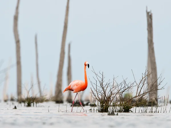 O flamingo caribenho rosa vai para a água . — Fotografia de Stock
