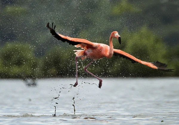 O flamingo corre na água com salpicos — Fotografia de Stock