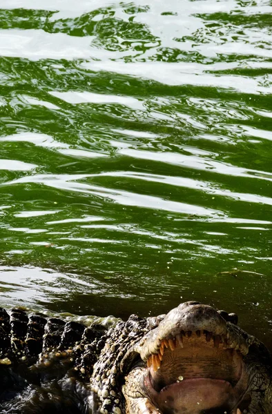 Crocodile cubain à bouche ouverte — Photo